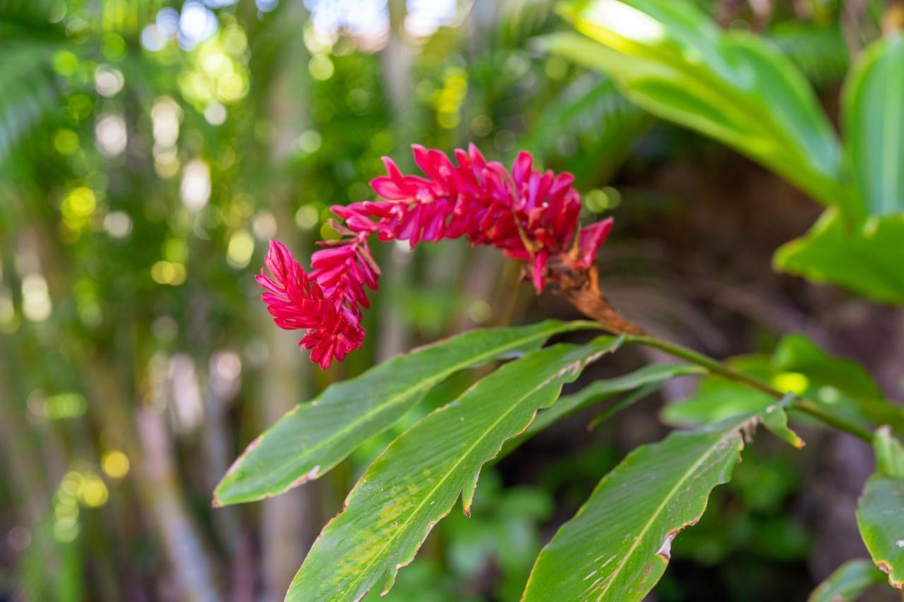Noahs Hideaway Luxury B&B Lahaina Ngoại thất bức ảnh